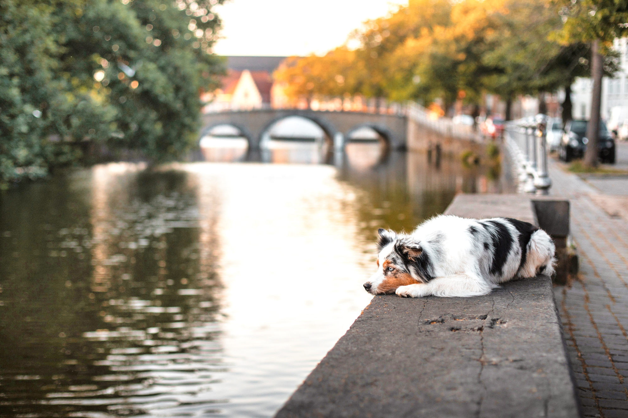 Maastricht mit Hund
