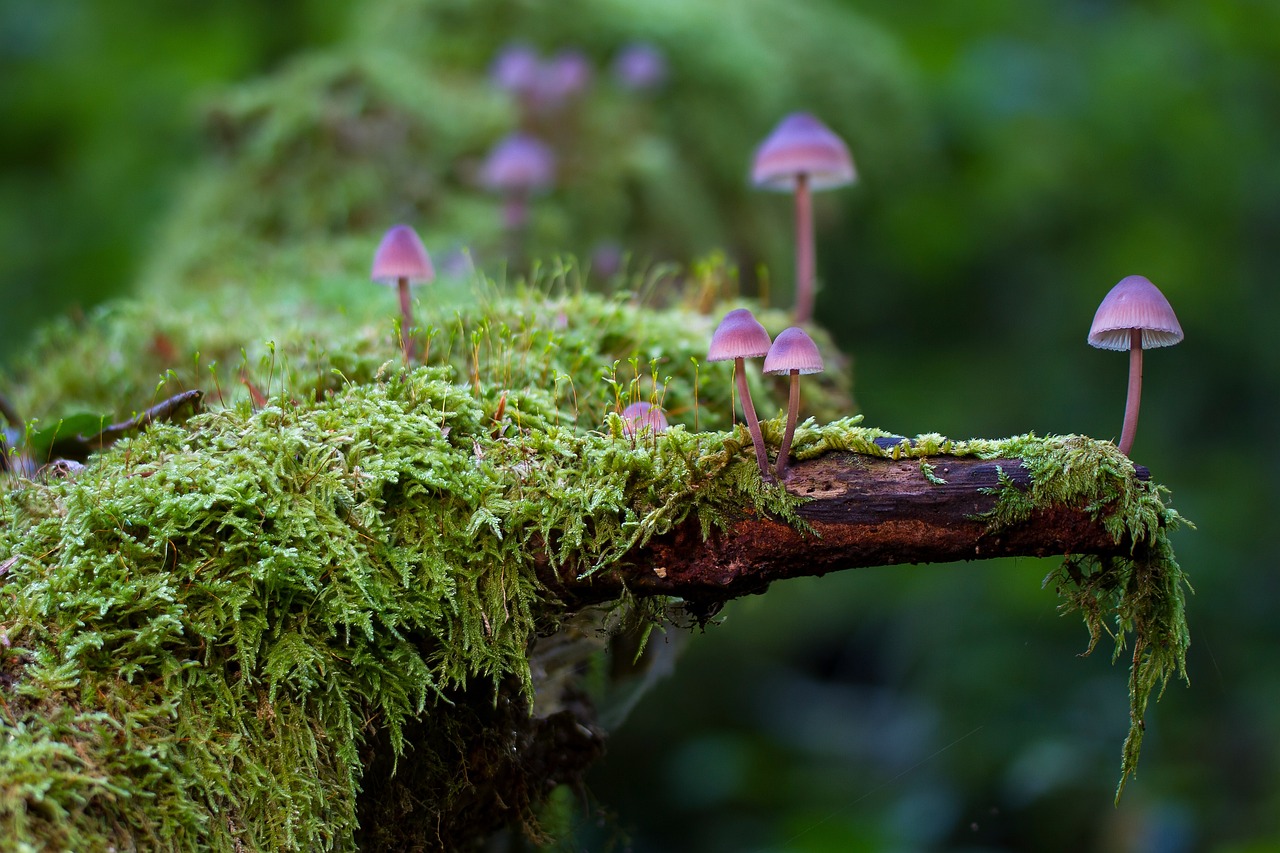 Pilze beim Waldbaden