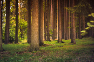 Waldbaden Bäume