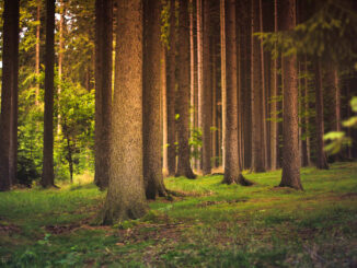 Waldbaden Bäume