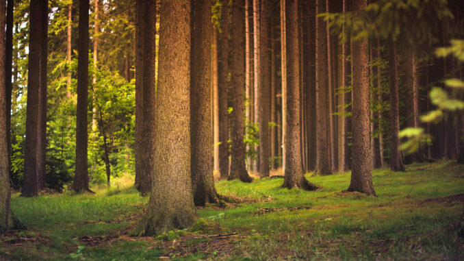 Waldbaden Bäume